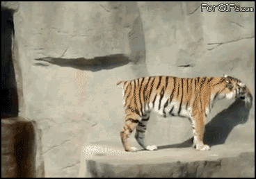 Tiger+scared+by+a+bird+i+found+this+because+i+m_fc6263_3694215.gif