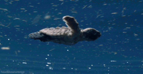 http://static.fjcdn.com/gifs/Turtle+Swimming.+So+cuuuute.+%E2%99%A5_49b019_3840424.gif