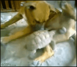 Turtles+Love+Grapes_71a111_4209870.gif