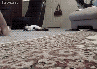 http://static.fjcdn.com/gifs/Vroom+vroom+beep+beep_daa132_3803544.gif
