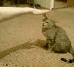 What+i+wanna+do+whn+i+m+pissed+off.+angry+cats_4c2e2c_3589663.gif