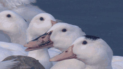 You+ve+made+it+this+far.+so+enjoy+this+laughing+duck_095ff5_4954302.gif