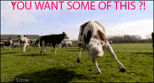 You+want+some+of+this+this+cow+made+me+laugh_fe75ad_4052581.gif