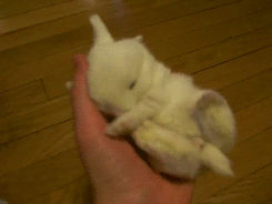 a+bunny.+just+a+bunny.+sorry+not+good+at+titles_a586a5_4916681.gif