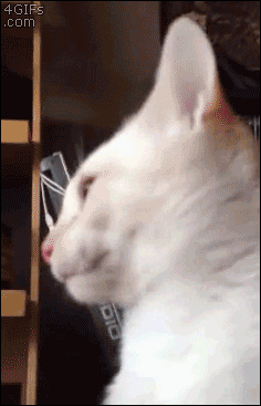 an+ode+to+cat_257d95_5292552.gif