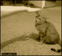 angry+cat_bb4a31_3762288.gif