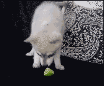 dog+licks+lime.+look+at+the+tags_3c1f45_3398574.gif