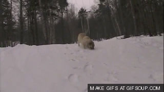 dog 13cee4 1533616 These GIFs of dogs playing in the snow will make you like snow again