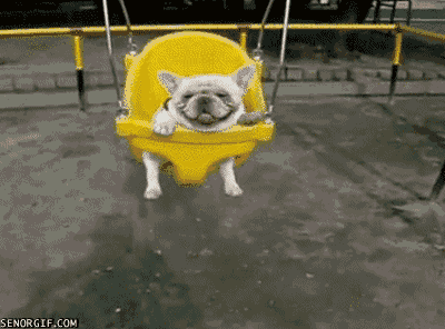 happy+dog.+is+very+happy+small+also+yfw+tags+used+properly+small_44fbf7_4450744.gif