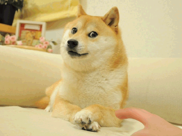 untitled+.+shiba+inus+are+weird+little+fuckers_d9ef77_4742376.gif