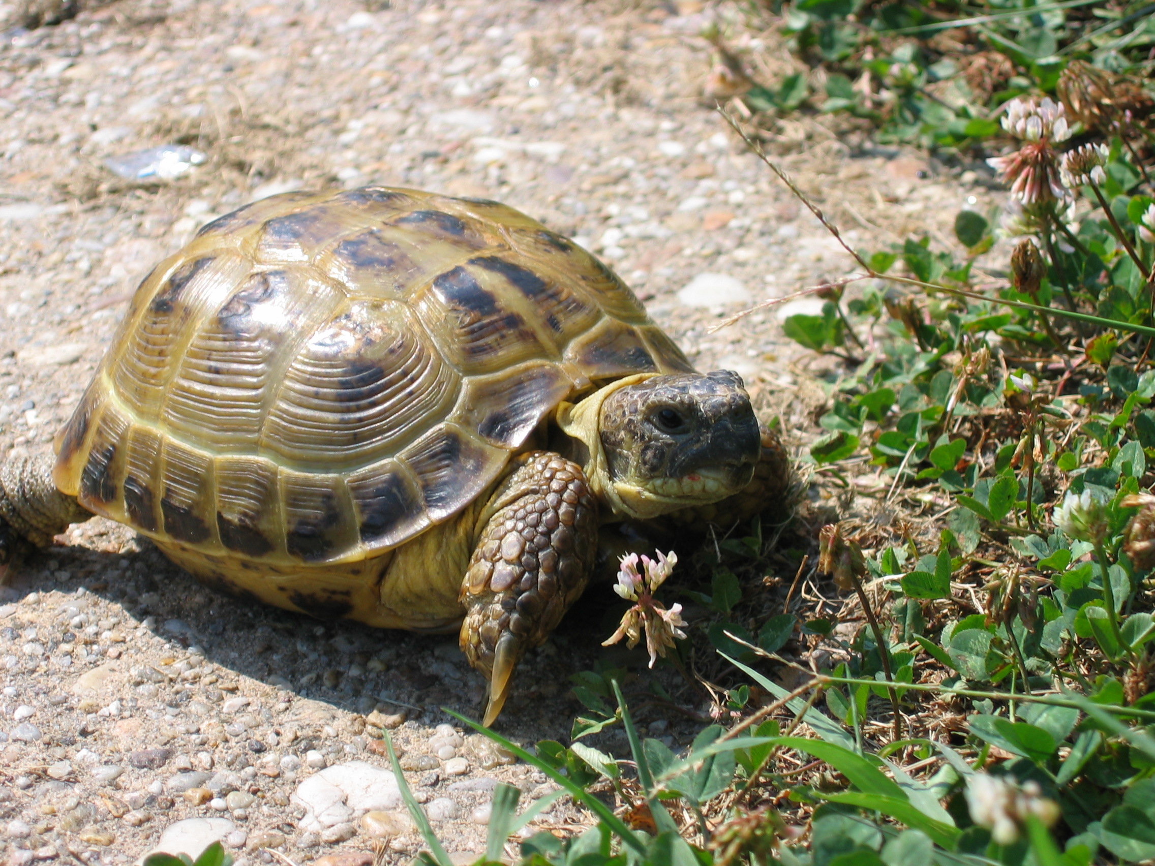 Среднеазиатская Степная черепаха