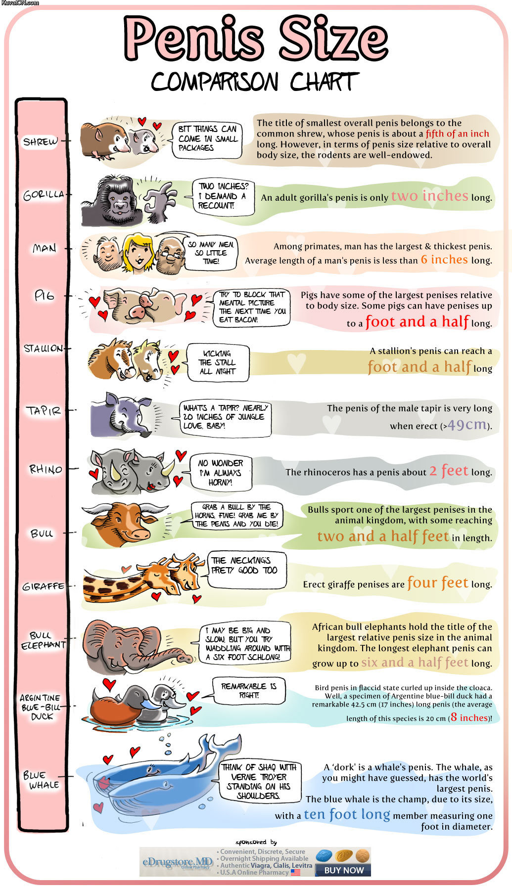 human penis shapes and sizes