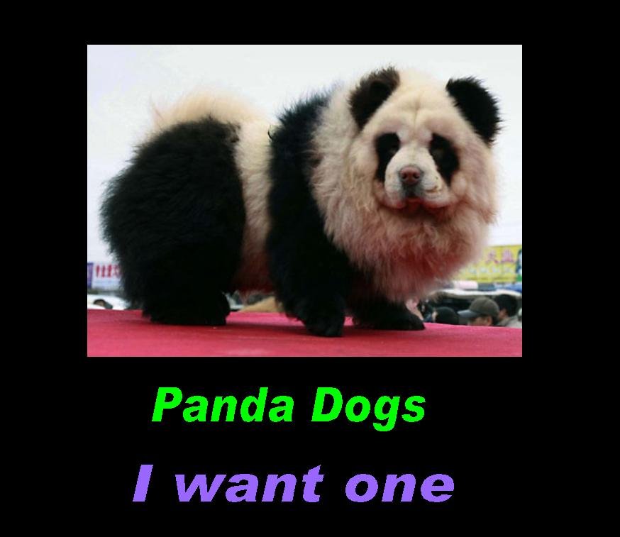 Panda Dog