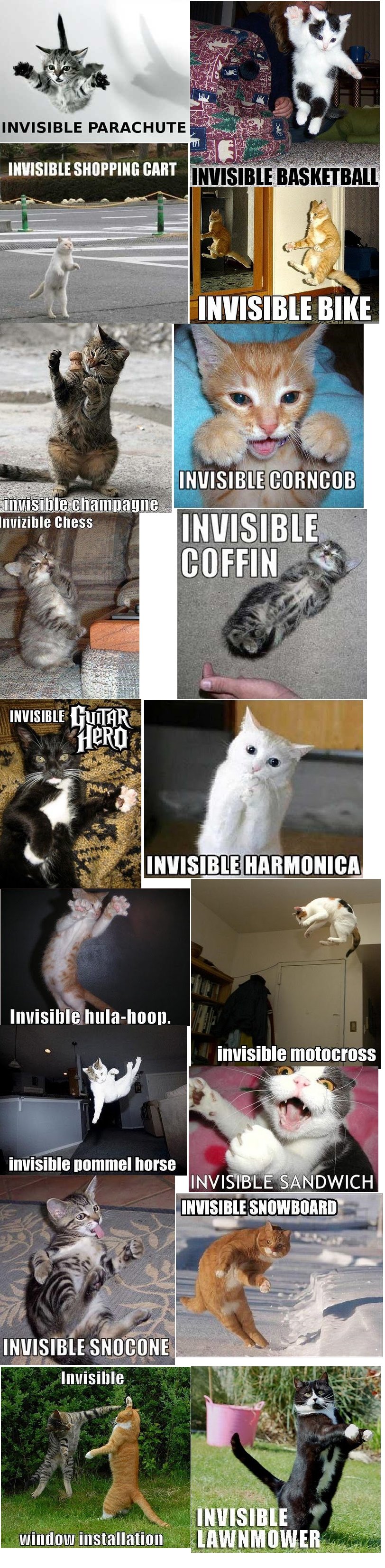 Cat Montage