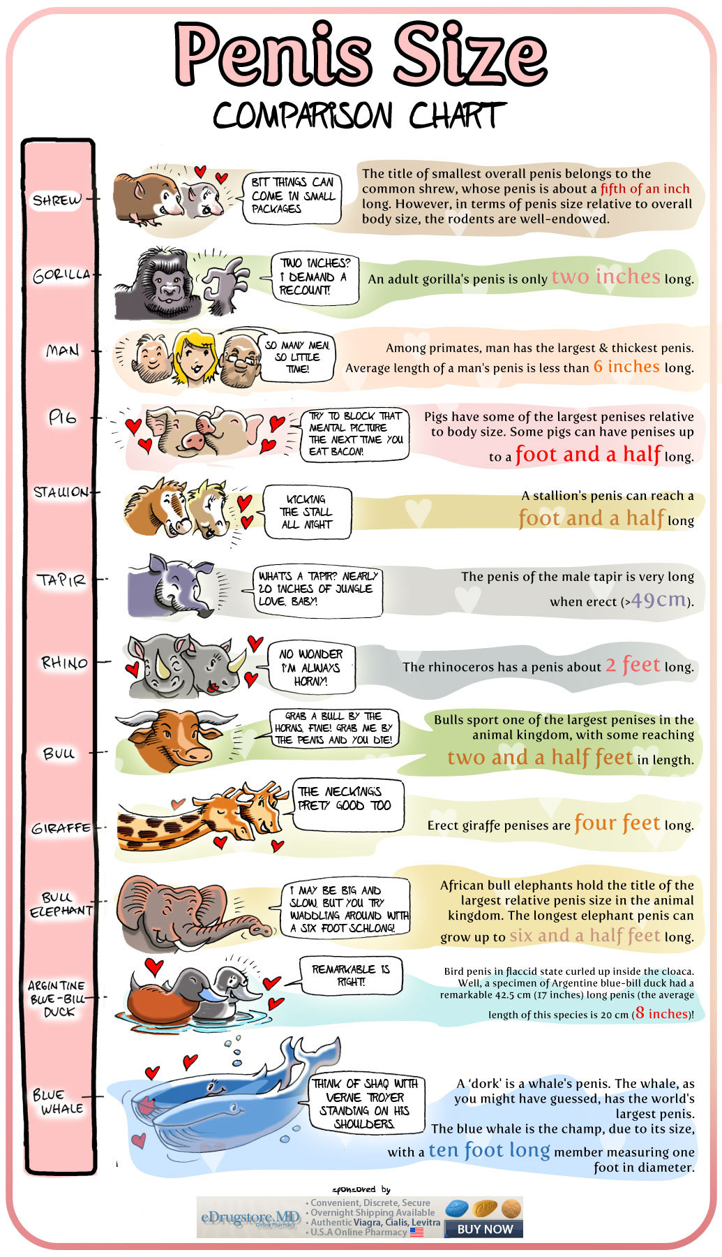 Penis Chart