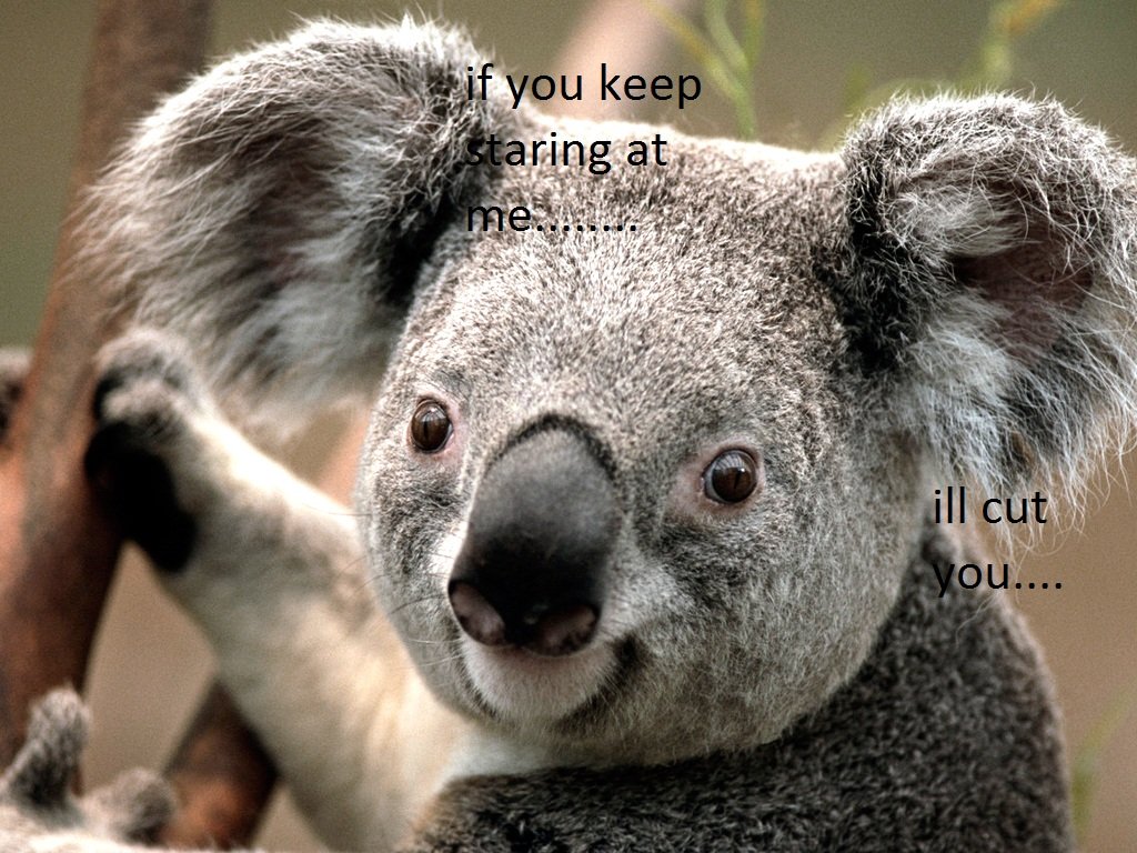 Bad Koala