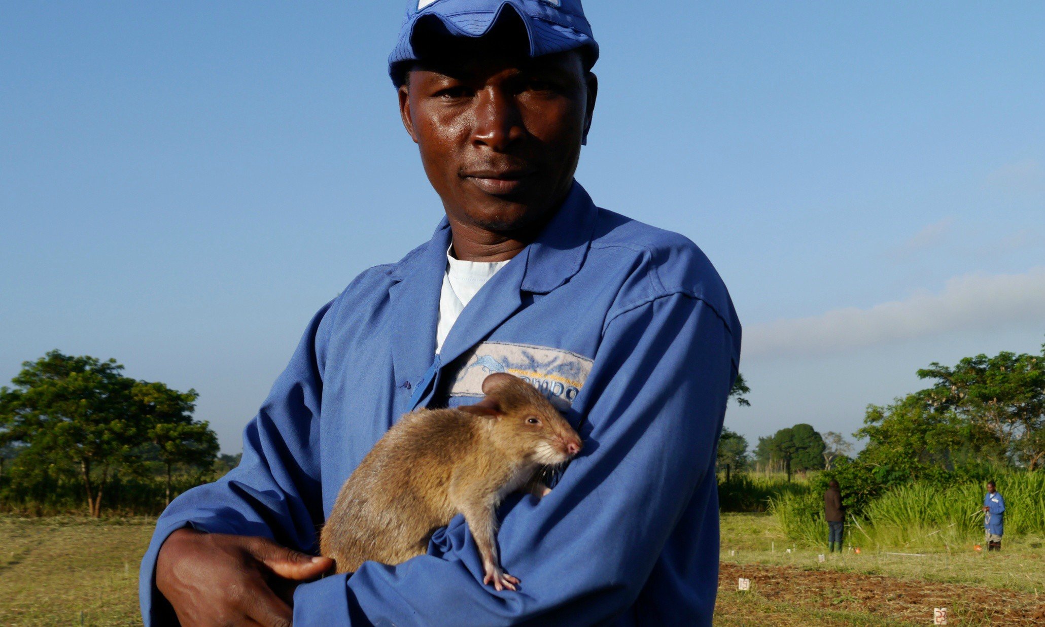 Гигантские гамбийские крысы