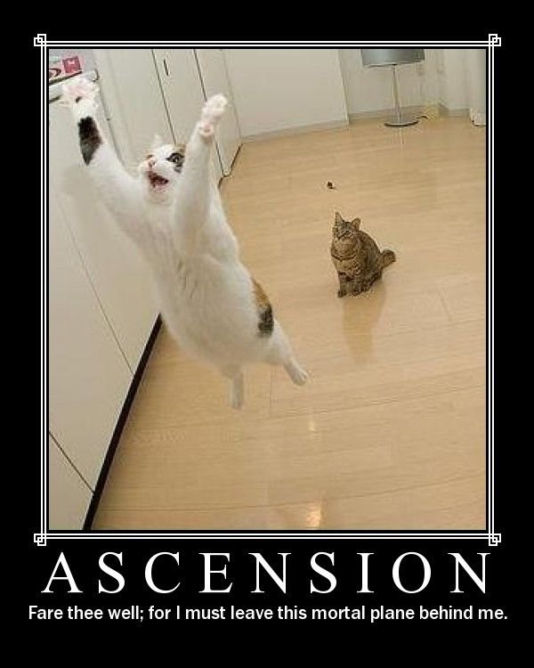 Ascension cat. . Fare that well; far I must leave this mortal plane behind me.. Is that.......