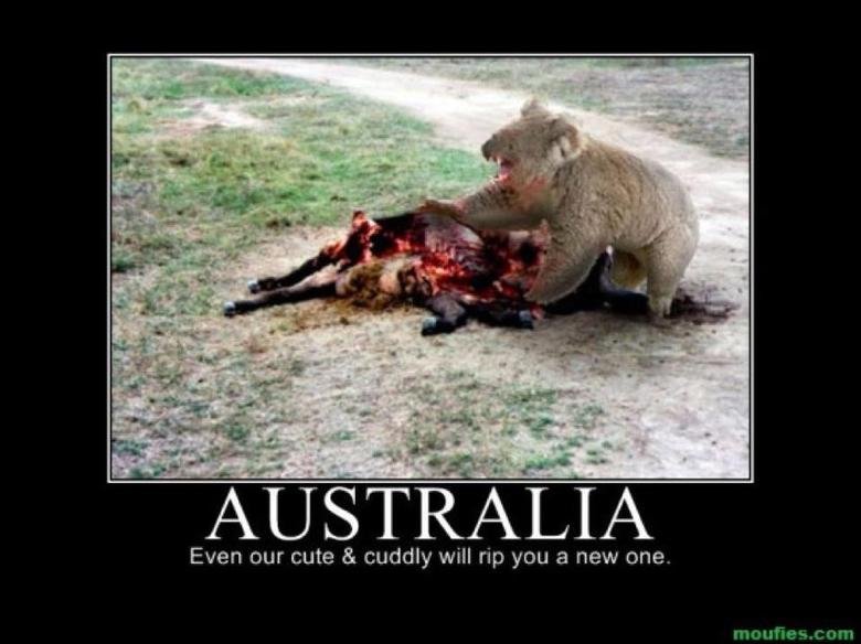 Australia.+Drop+Bear+3_20aa0d_3450936.jpeg