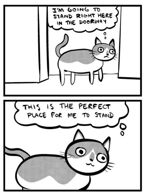 Cat Awkward