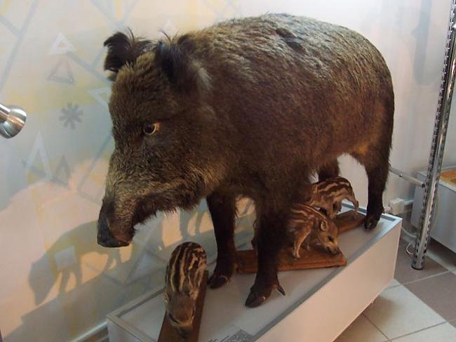 Mátame, camión! (El Tópic de la Taxidermia Chunga) - Página 8 Bad+taxidermy+_554654_5286404