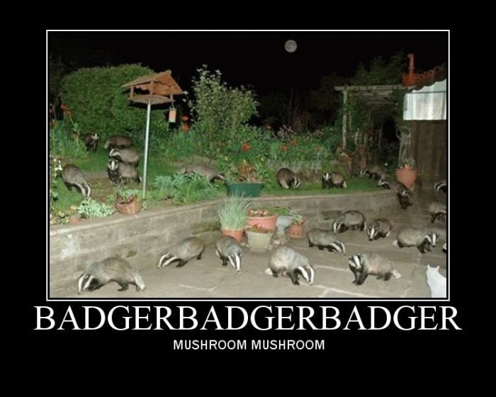 retarded badger