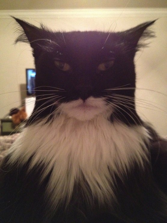 Batman+cat_087416_4270489.jpg
