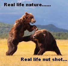 Bear Nut Shot