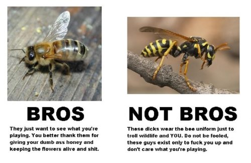 Bees%2Bare%2Bsuch%2BBros...%2BFuck%2BWas