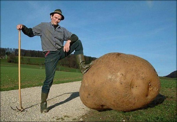 Big+fat+potato+resistence+is+potato+they