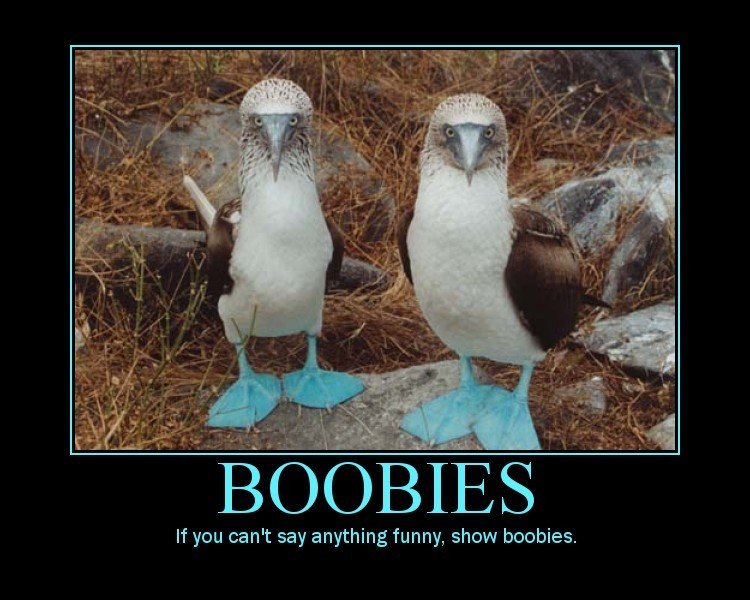 Boobies+not+sure+if+not+safe+for+work+un. 