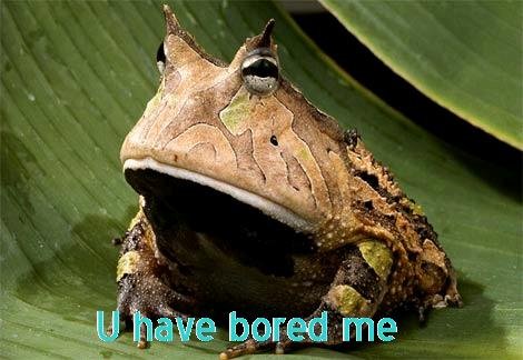 Bored Frog