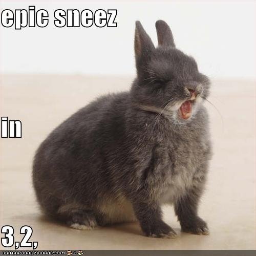 Bunny Sneeze