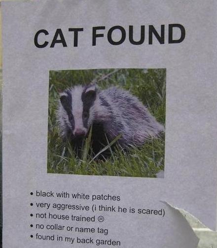 Cat Badger