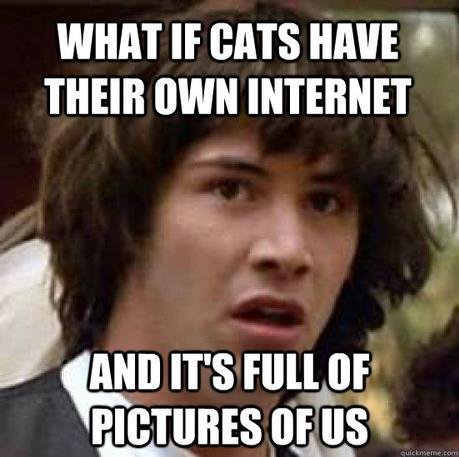 Cat Internet
