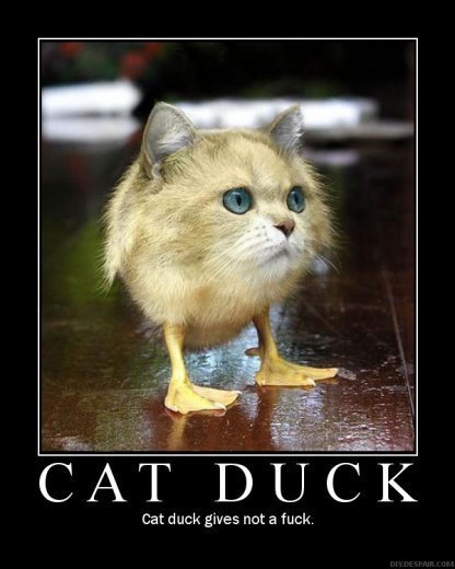 Cat With Duck