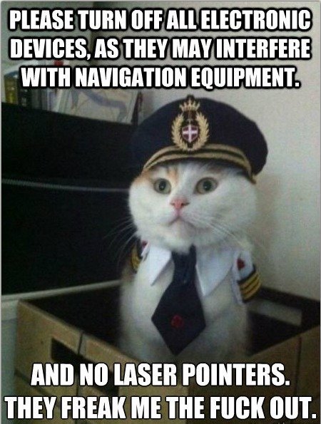 Cat On Plane