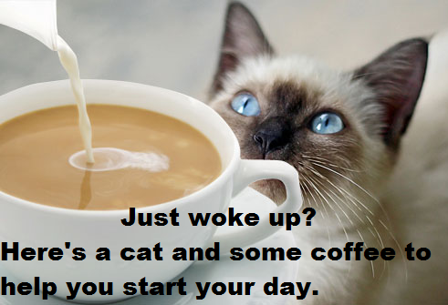 Kitten random images thread - Page 2 Cat+and+Coffee.+It+s+6+30+AM+where+I+m+at+so_8a973b_4229125.png