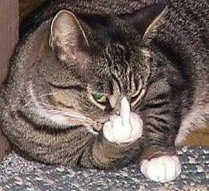 Image result for cat with middle finger