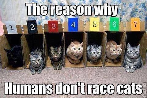 Cat+racing_d7cac3_4877215.jpg