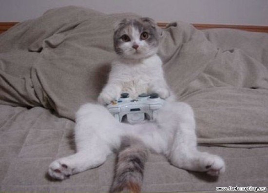 cats playing xbox