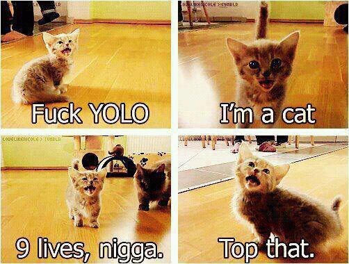 New YOLO slang words  Cats+dont+like+yolo.+i+thought+it+was+funny+not_f8dbd1_3773033