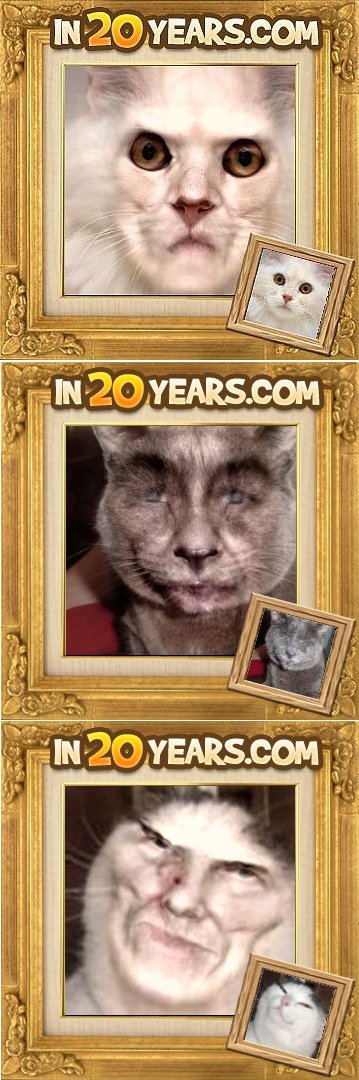 In20Years Cat