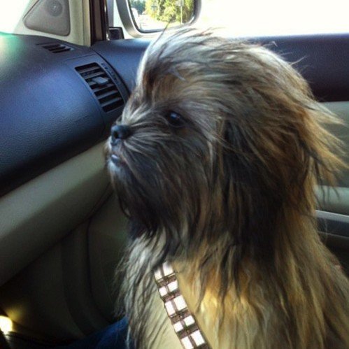 Chewbacca+Dog.+badass_f9e133_3640355.jpg