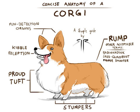 Corgi+anatomy+corgi+anatomy+http+geniusq