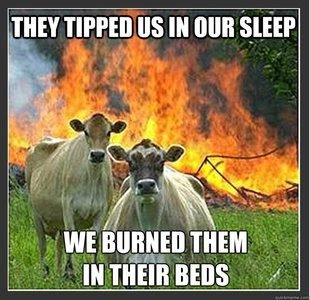 Cow+tipping_42a475_4005778.jpg