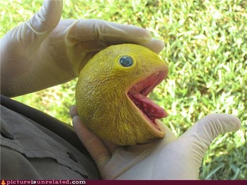 Real Pacman Creature