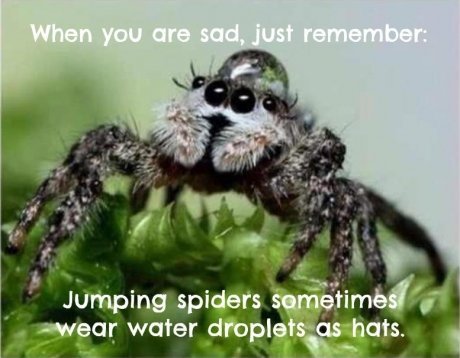 http://static.fjcdn.com/pictures/Cute+jumping+spider_cd1863_4978977.jpg