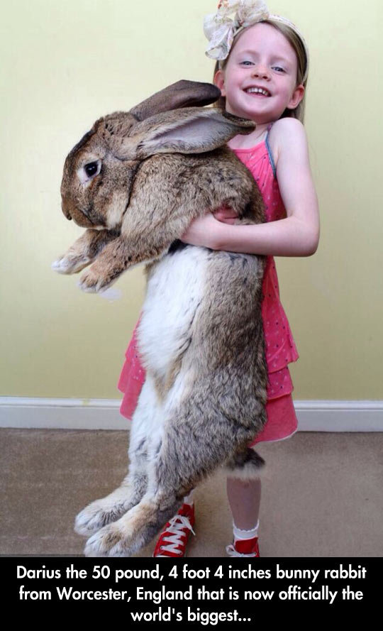 biggest stuffed bunny in the world
