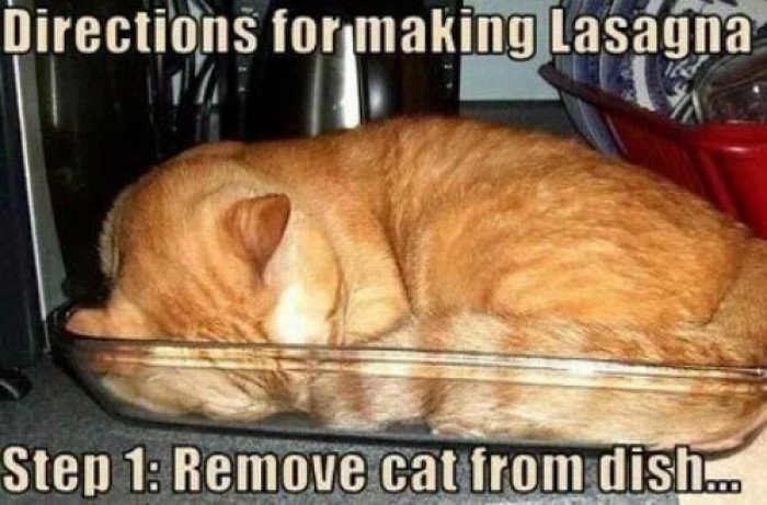 Directions+for+making+lasagna+cat+meme+more+funny+cat_c3185e_5183799.jpg